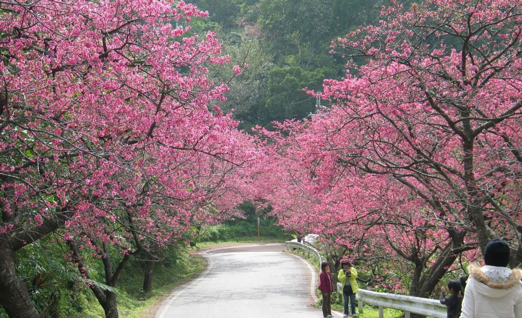 沖縄の「もとぶ八重岳桜まつり」で、ひと足早いお花見を！
