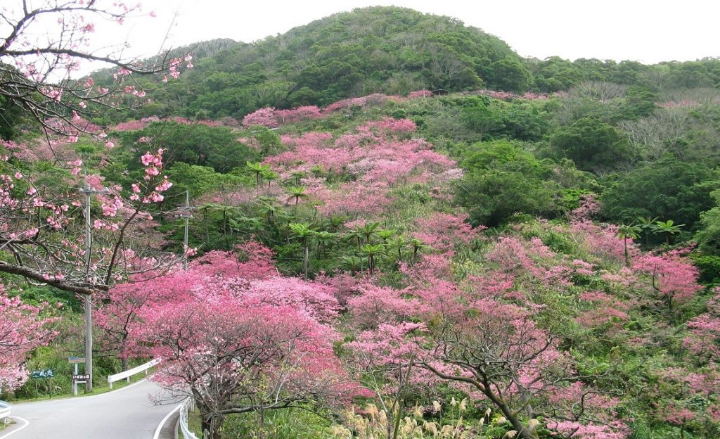 ご存知ですか？ 沖縄の桜前線は北から南へ進みます
