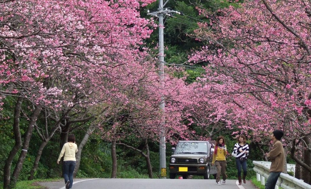 いち早くお花見を楽しめる本部町・八重岳の桜イベントへ
