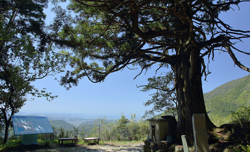 高さ約20ｍ、周囲約6ｍの杉の大木「捻木の杉」　写真提供／田辺観光協会
