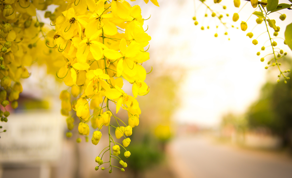 【タイ】美しい春の花とユニークな伝統行事