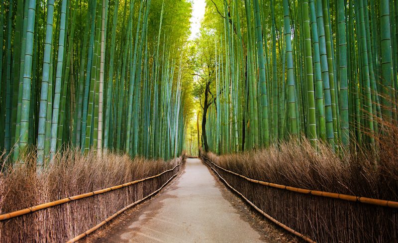 夏でも涼しい竹林の木陰道を散歩