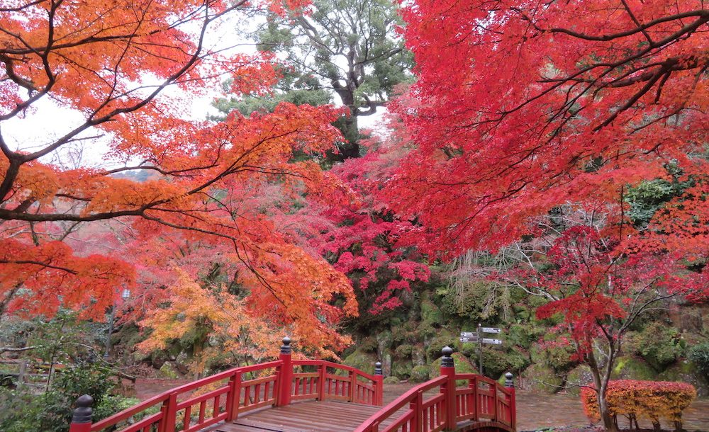 熱海梅園　写真提供／熱海市観光協会（トップ画像同）
