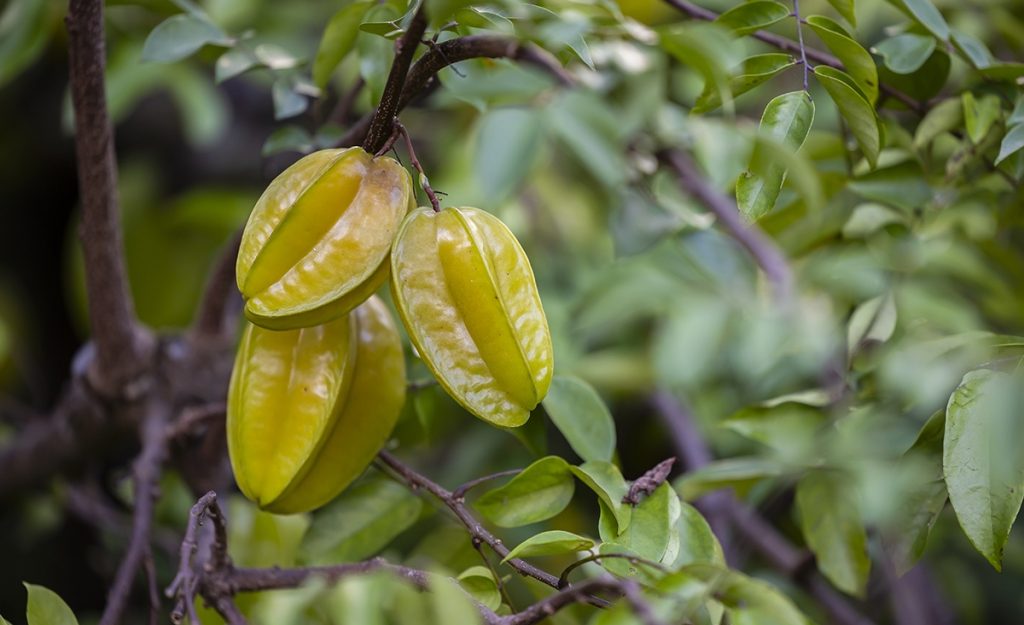 「熱帯フルーツ園」のスターフルーツ